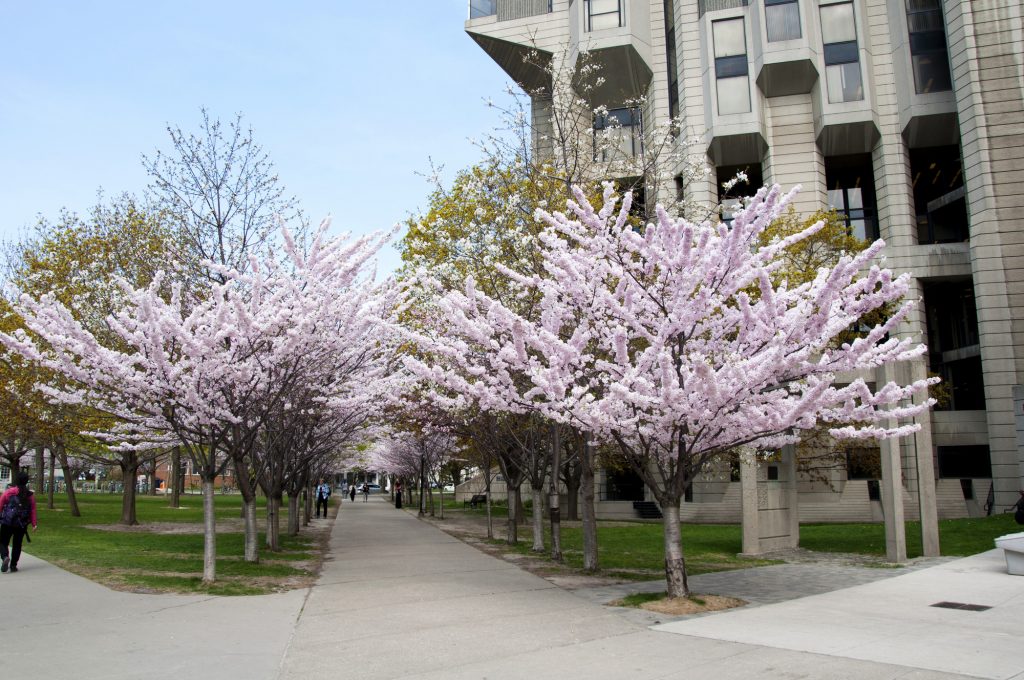 Robarts Library in the Spring
