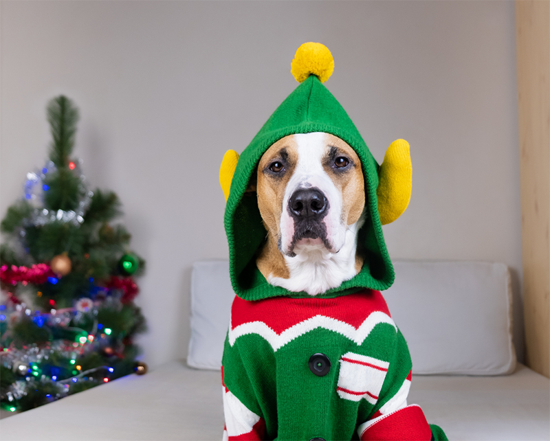 Dog in holiday clothing