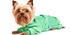A dog wearing a green ugly sweater.